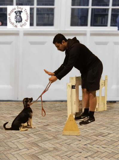 Puppy under training Puppy under training